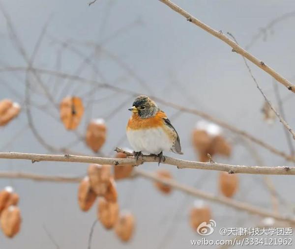 寒冷的冬季（原創）