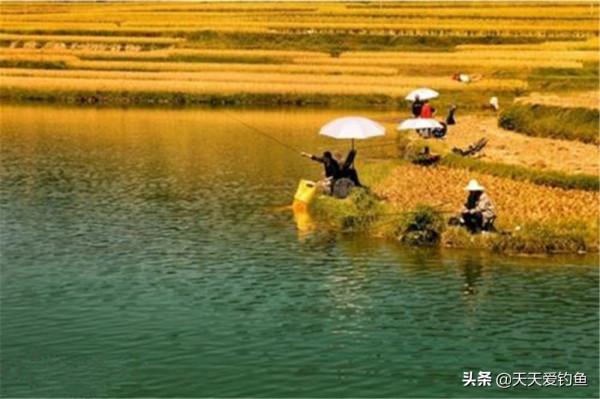 秋季分“三秋”,釣魚要分階段,在不同階段時,完全不是一個路數 秋季分“三秋”,釣魚要分階段,在不同階段時,完全不是一個路數
