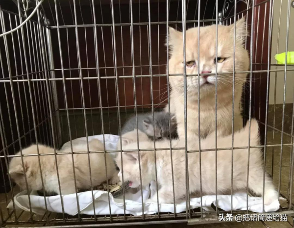 為啥叫貓“主子”？看了他的臉你就明白了