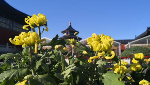 菊花、銀杏、垂柳、楓葉、黃櫨……快收藏市屬公園賞秋指南(附古詩) 菊花、銀杏、垂柳、楓葉、黃櫨……快收藏市屬公園賞秋指南(附古詩)