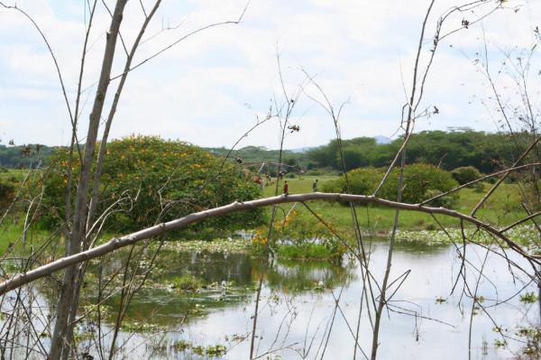 非洲工作之餘遊-納庫魯湖國家公園