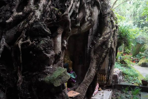 川渝秘境｜探訪四川樂至報國寺：千年“樹抱佛”奇觀 曾吸引央視《走進科學》解密