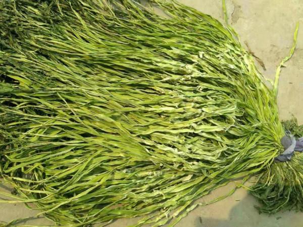 苔幹為何被稱為貢菜？它是什麼製作而成的？為何不大力推廣種植