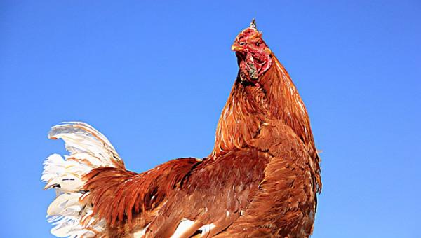 學會這7招,養的雞(膘肥體壯),老飼養戶玩法(內部技術) 學會這7招,養的雞(膘肥體壯),老飼養戶玩法(內部技術)