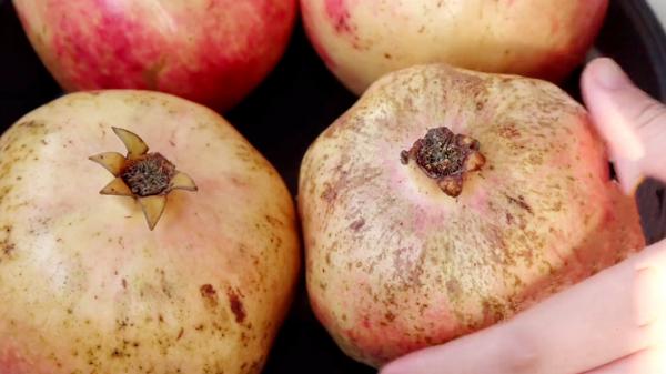 中秋節來臨,這8種“秋果”要多吃,一家人團圓必備,潤肺降秋燥 中秋節來臨,這8種“秋果”要多吃,一家人團圓必備,潤肺降秋燥