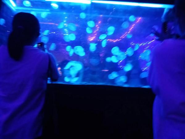 新海洋世界，值得去玩嗎？