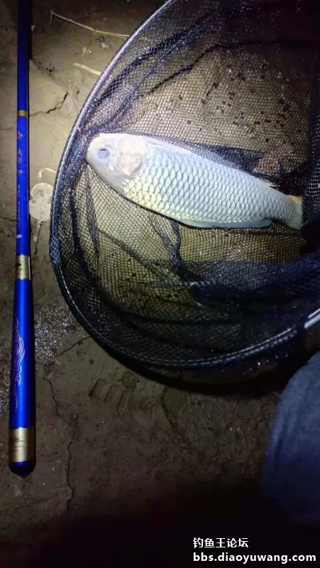 瘋影鯽釣鯉,開光大吉 瘋影鯽釣鯉,開光大吉