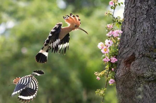 大年初一，偶遇戴勝鳥，只此青綠，開心