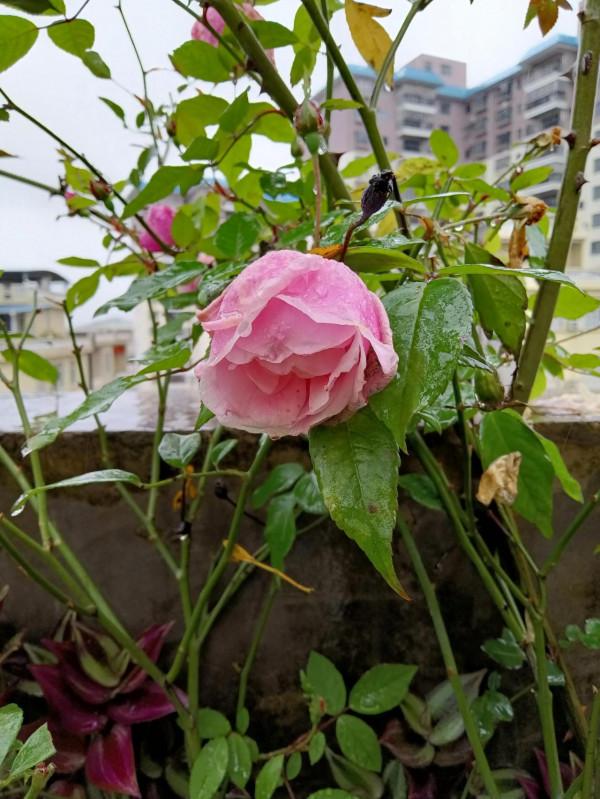 小花園裡的花兒