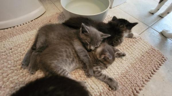 機智流浪貓騙暖男收養，勘察暖男實力後，隔天帶四個娃上門