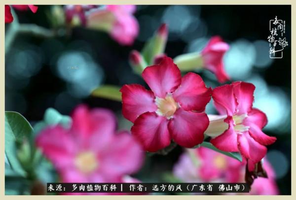 我若盛開，蝴蝶愛來不來