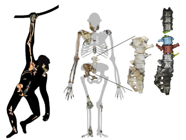 研究:南方古猿源泉種既能像人類一樣行走又保留了攀爬能力 研究:南方古猿源泉種既能像人類一樣行走又保留了攀爬能力