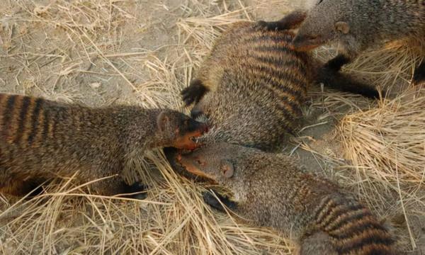 什麼阻止動物在野外近親繁殖？