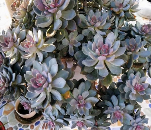 4種花很好養，&OpenCurlyDoubleQuote;有土有水&rdquo;就能長，葉子多花也多，又旺又漂亮