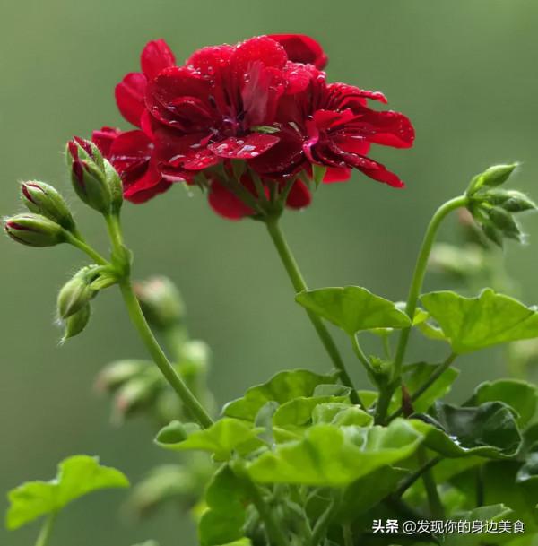 傲霜菊花奪人眼