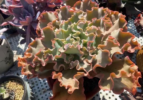 一年一度曬秋時,一年一度曬肉時 一年一度曬秋時,一年一度曬肉時