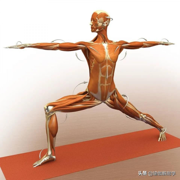 練瑜伽,為什麼瑜伽老師總是要你“大臂外旋” 練瑜伽,為什麼瑜伽老師總是要你“大臂外旋”