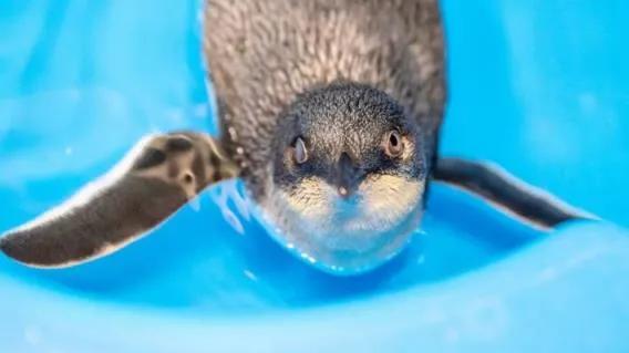 結局是這樣的：我們是如何將獨特的本土企鵝推向滅絕的