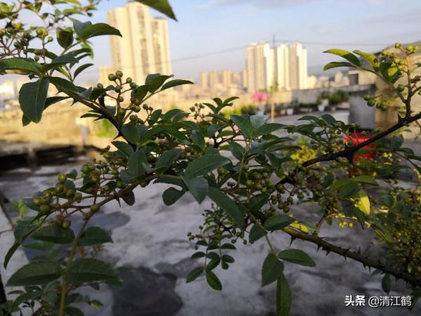 花椒在什麼時候採收才會色澤鮮豔靚麗,麻香味最濃 花椒在什麼時候採收才會色澤鮮豔靚麗,麻香味最濃