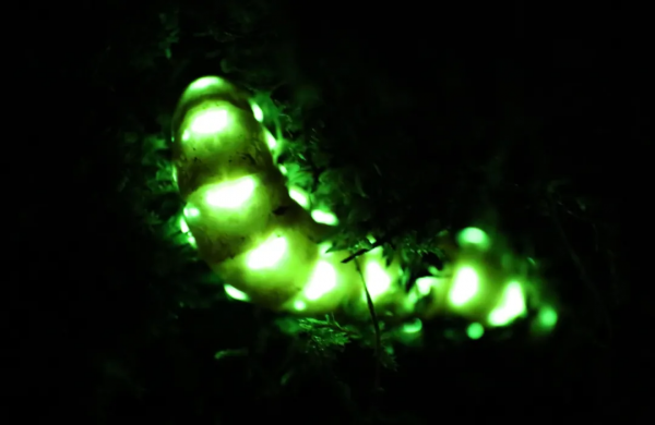 30身長5cm,全身30餘個發光點!你見過會“舞火龍”的螢火蟲嗎? 30身長5cm,全身30餘個發光點!你見過會“舞火龍”的螢火蟲嗎?