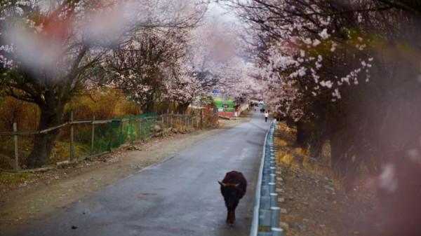 去西藏，感受最美雪山、桃花、星空、冰川...