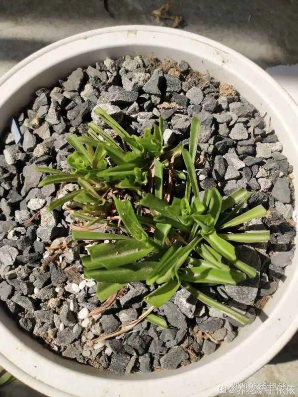 10種花得窮養,盆越小、水越少,越長得旺 10種花得窮養,盆越小、水越少,越長得旺