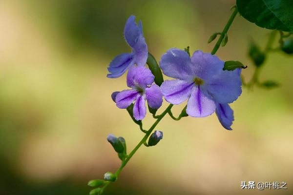村上春樹：愛情裡有兩種遺憾
