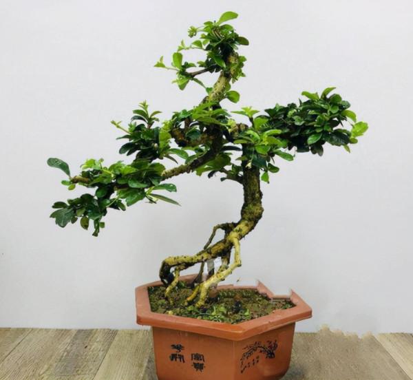 4種&OpenCurlyDoubleQuote;盆景花&rdquo;香味足，室內養一盆，好看又好養，養幾十年不厭煩