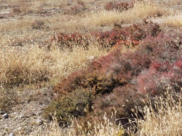 說說自駕遊開什麼車? 說說自駕遊開什麼車?