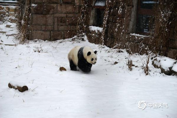 北京動物園大熊貓雪中嬉戲 現實版“冰墩墩”萌翻了 北京動物園大熊貓雪中嬉戲 現實版“冰墩墩”萌翻了