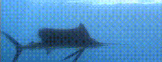 海上高爾夫：我帶了20個人出國釣了趟魚，其中19個就此上癮