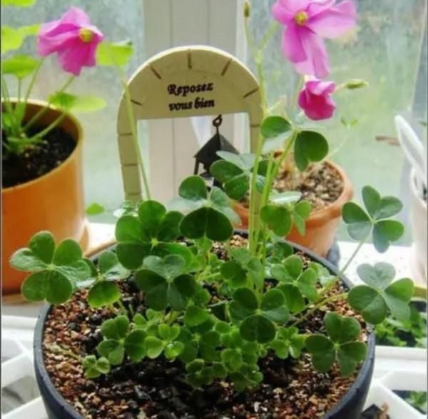 5種觀賞植物別地栽，繁殖能力太強，容易氾濫，不好清理