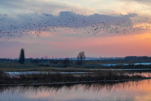 宅家“雲遊”草湖溼地,林草人帶您一起去觀鳥 宅家“雲遊”草湖溼地,林草人帶您一起去觀鳥