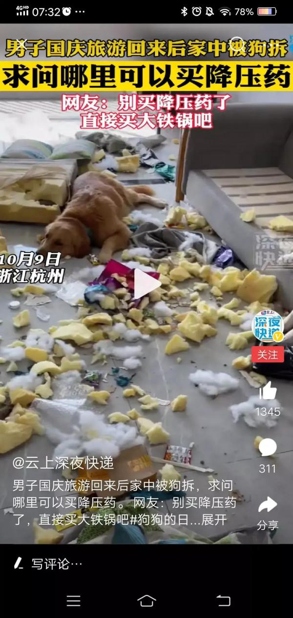 養狗人的樂趣,一般人體會不到 養狗人的樂趣,一般人體會不到