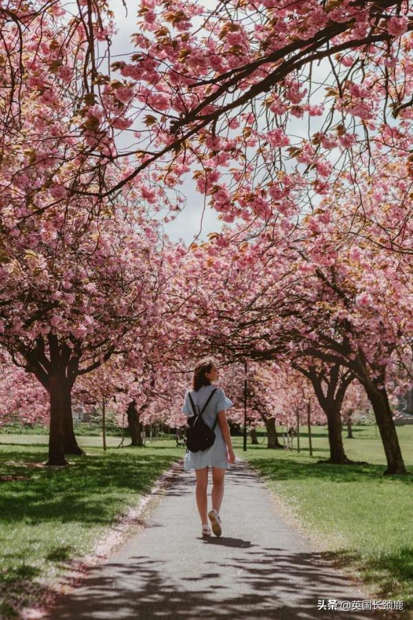 櫻花樹下的英國，你想念嗎？