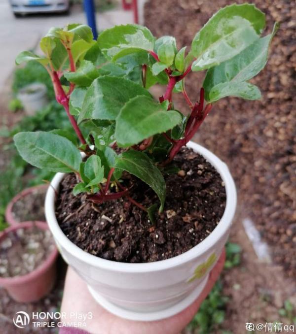 倒掛金鐘長成一棵樹，年年都開花，咋養的？