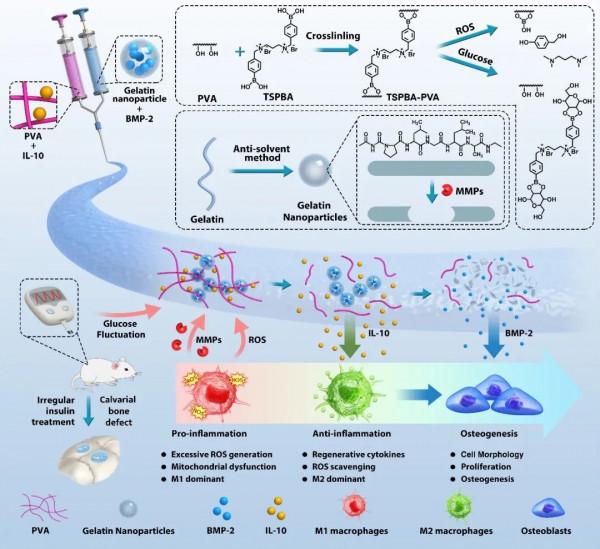 季平、陳陶團隊在《Advanced Materials》發表智慧化組織工程研究最新成果