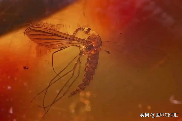 關於多明尼加共和國的有趣事實和令人驚歎的自然風光