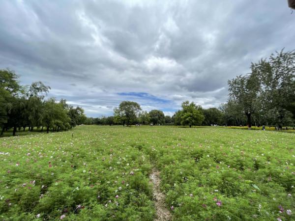 數萬株各色菊花、“心形”圖案百日草……北京奧森花海進入盛花期
