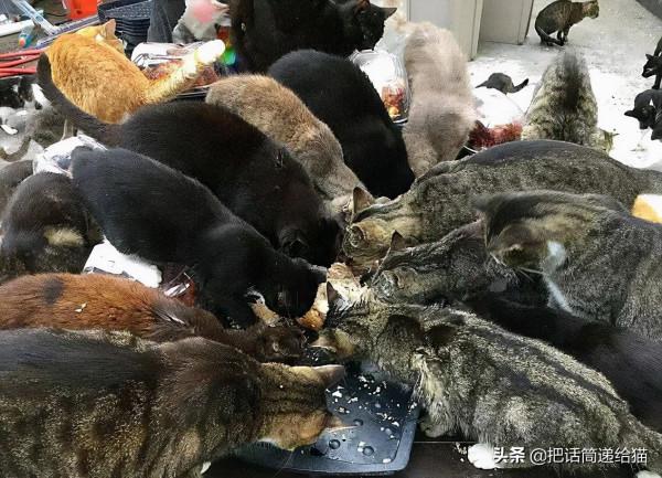 中年喪子後，父親花了15年建了座“貓天堂”