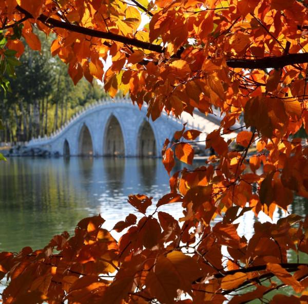 北京玉淵潭公園:深秋美景醉煞人 #秋日好時光##小生活,大財富# 北京玉淵潭公園:深秋美景醉煞人 #秋日好時光##小生活,大財富#