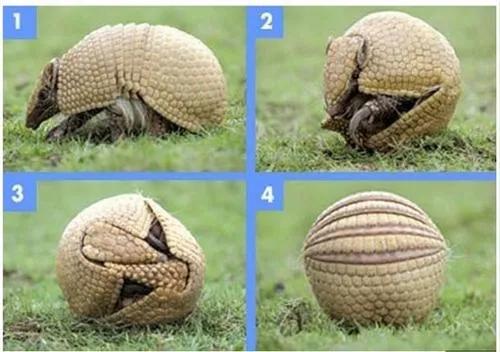 有趣而無用的17個冷知識,雨滴會不會砸死蚊子? 有趣而無用的17個冷知識,雨滴會不會砸死蚊子?