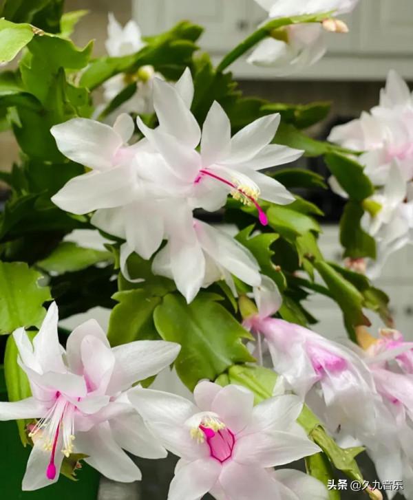 分享——美麗動人的蟹爪蘭