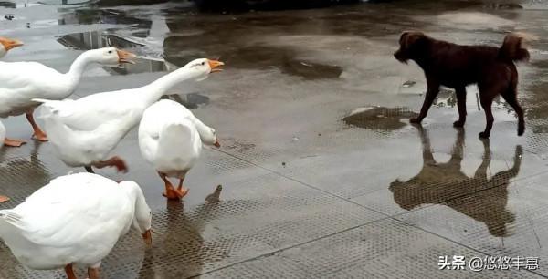 我家的“帥哥”狗狗