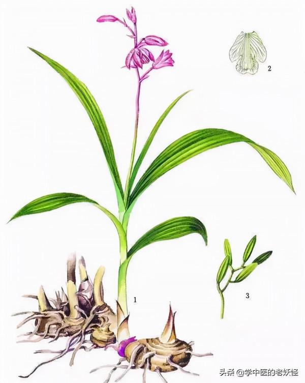 收斂止血之要藥——白及 收斂止血之要藥——白及