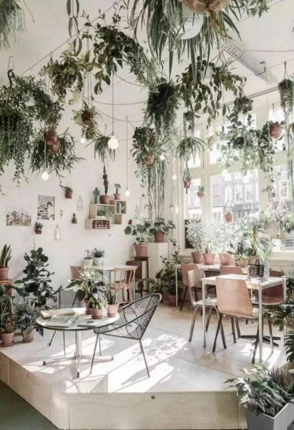 盤點10種常見的高格調家居綠植