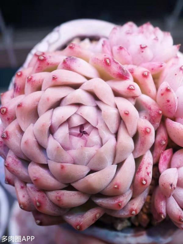 暗紋系的肉肉你知道是怎麼來的嗎？