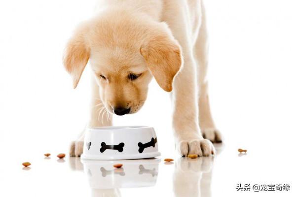 狗為什麼要把食物從碗裡叼出來吃？