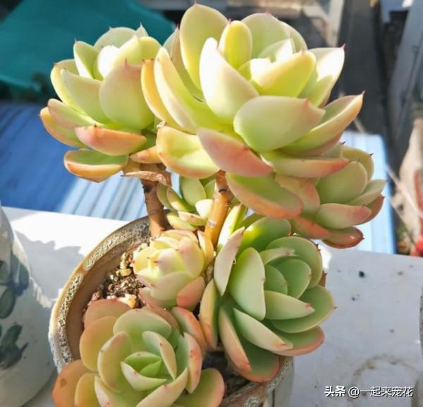 十月養多肉，教你幾個小技巧，快速上色，30天養成群生肉墩子