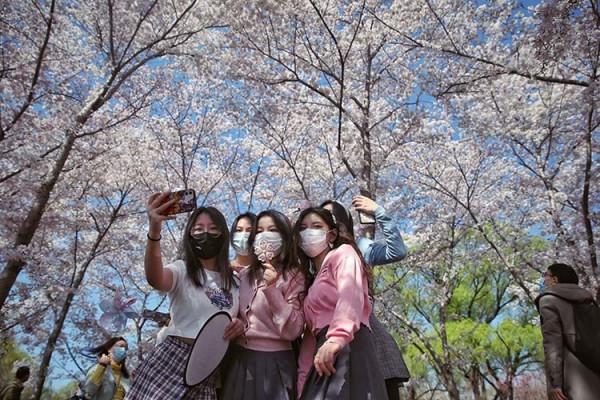 新聞8點見丨清明尋春正當時，京城最全賞花攻略來了